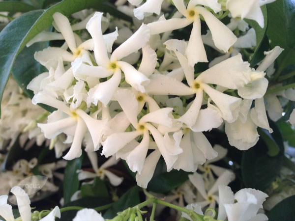 star jasmine