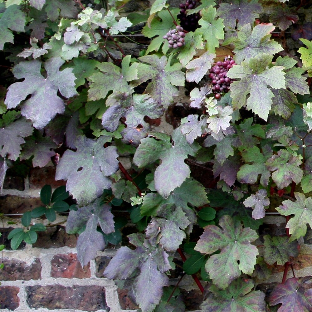 purple-leaved grape vine