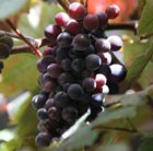 purple-leaved grape vine