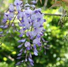 Japanese wisteria