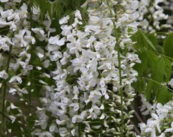 Wisteria floribunda 'Alba' (white Japanese wisteria)