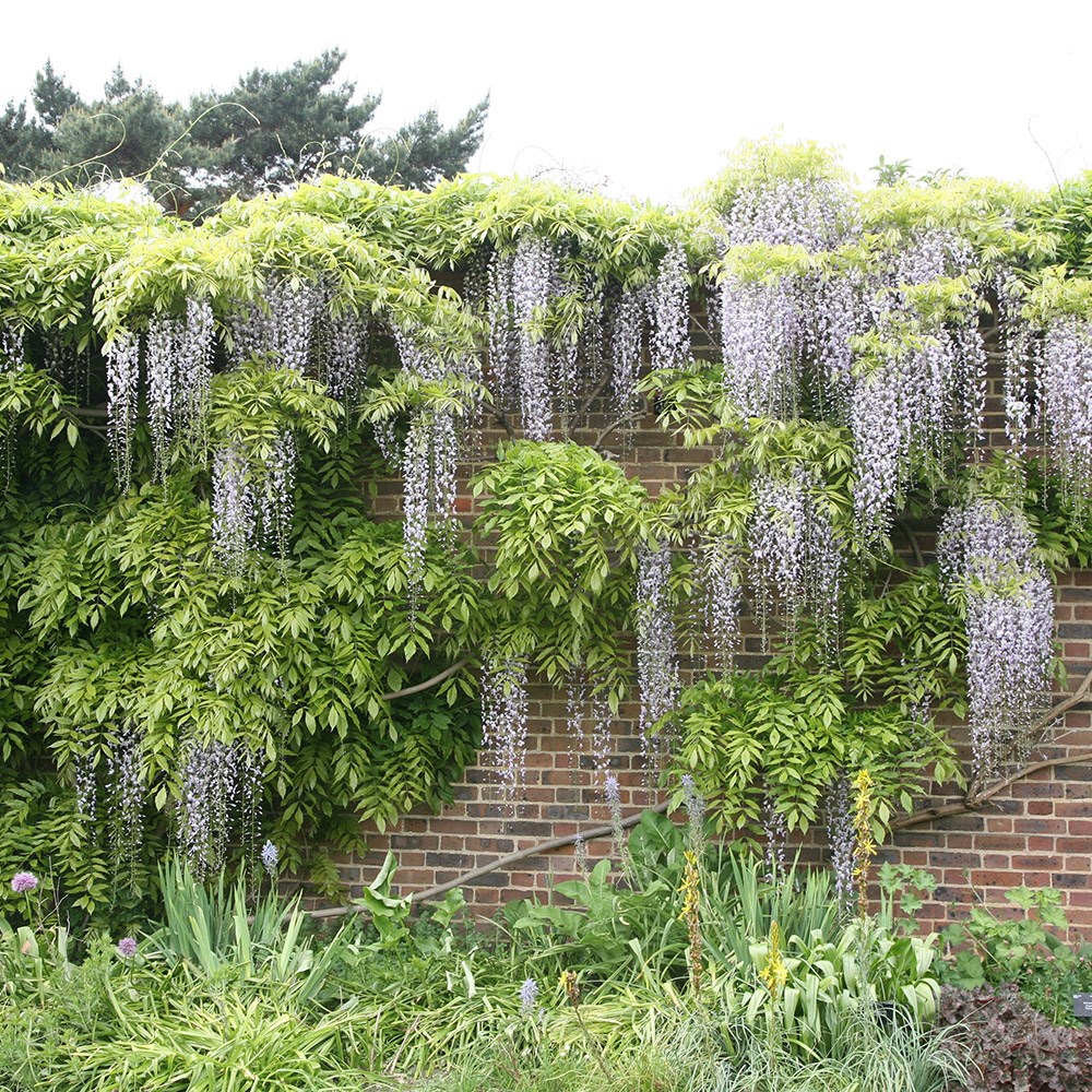 white Japanese wisteria white Japanese wisteria