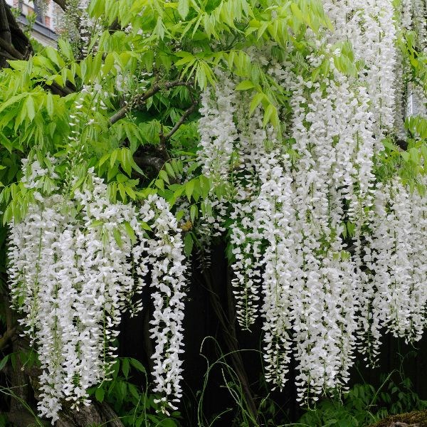 white Japanese wisteria white Japanese wisteria