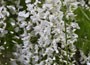 White Japanese Wisteria