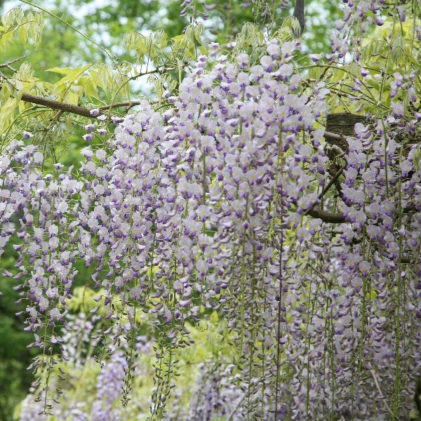 Japanese wisteria (syn. W. Macrobotrys)
