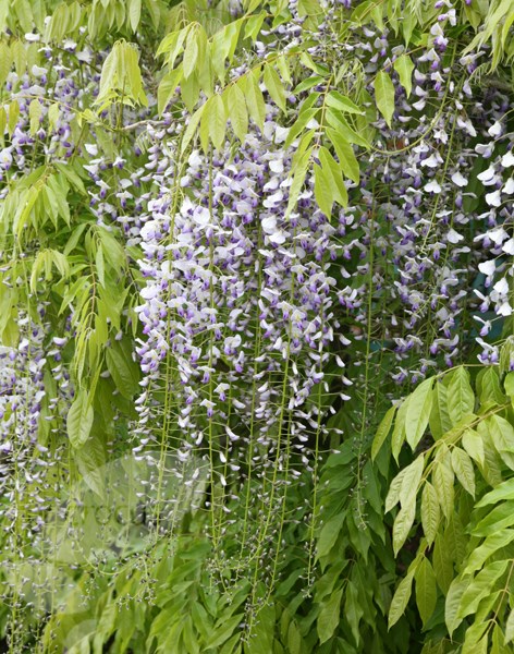 Japanese wisteria (syn. W. Macrobotrys)