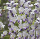 Japanese wisteria (syn. W. Macrobotrys)