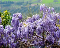 Wisteria sinensis (Chinese wisteria)