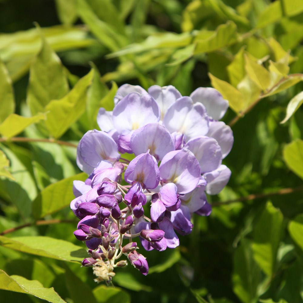 Chinese wisteria Chinese wisteria