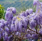 Chinese wisteria