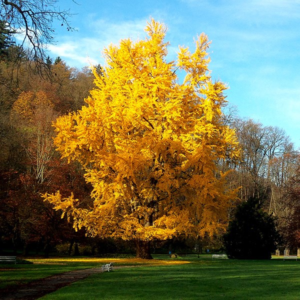 maidenhair tree maidenhair tree