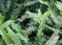 Hart's Tongue Fern