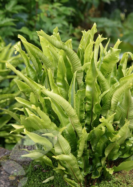 hart's tongue fern / horse tongue hart's tongue fern / horse tongue