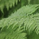 lady fern