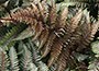 Japanese Painted Fern
