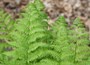 Golden Male Fern (syn. D. affinis 'Cristata The King)
