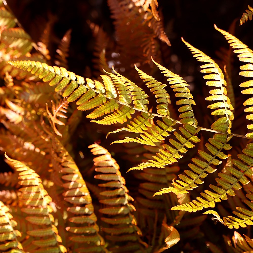 buckler fern