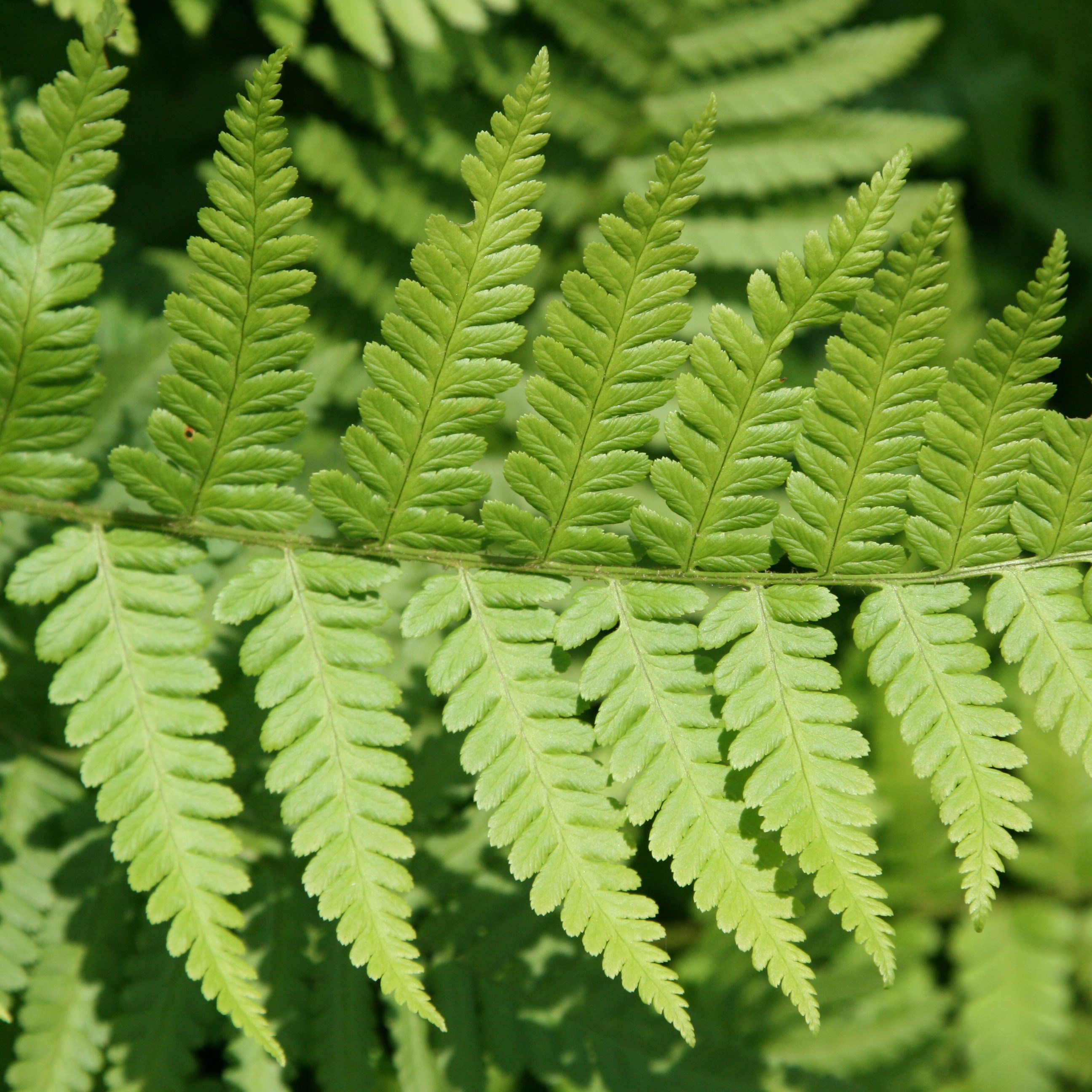 male fern male fern