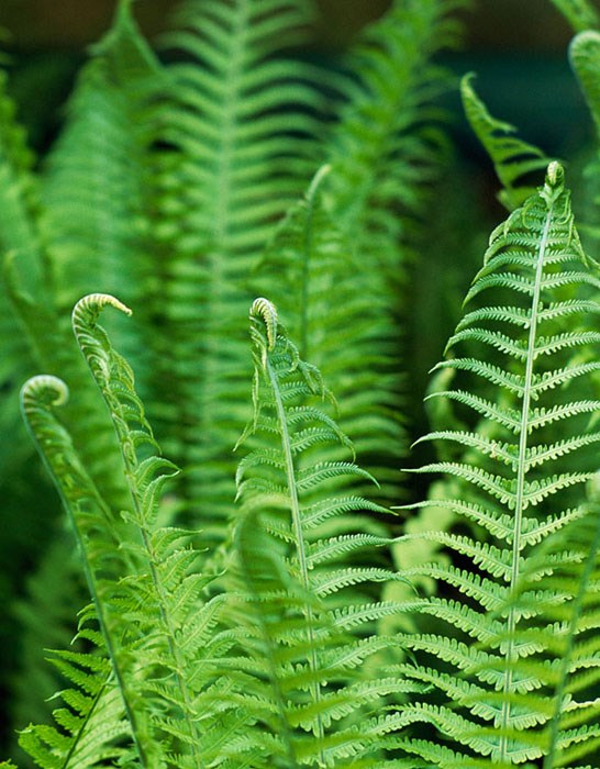 male fern male fern