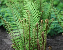 Dryopteris wallichiana (fern)