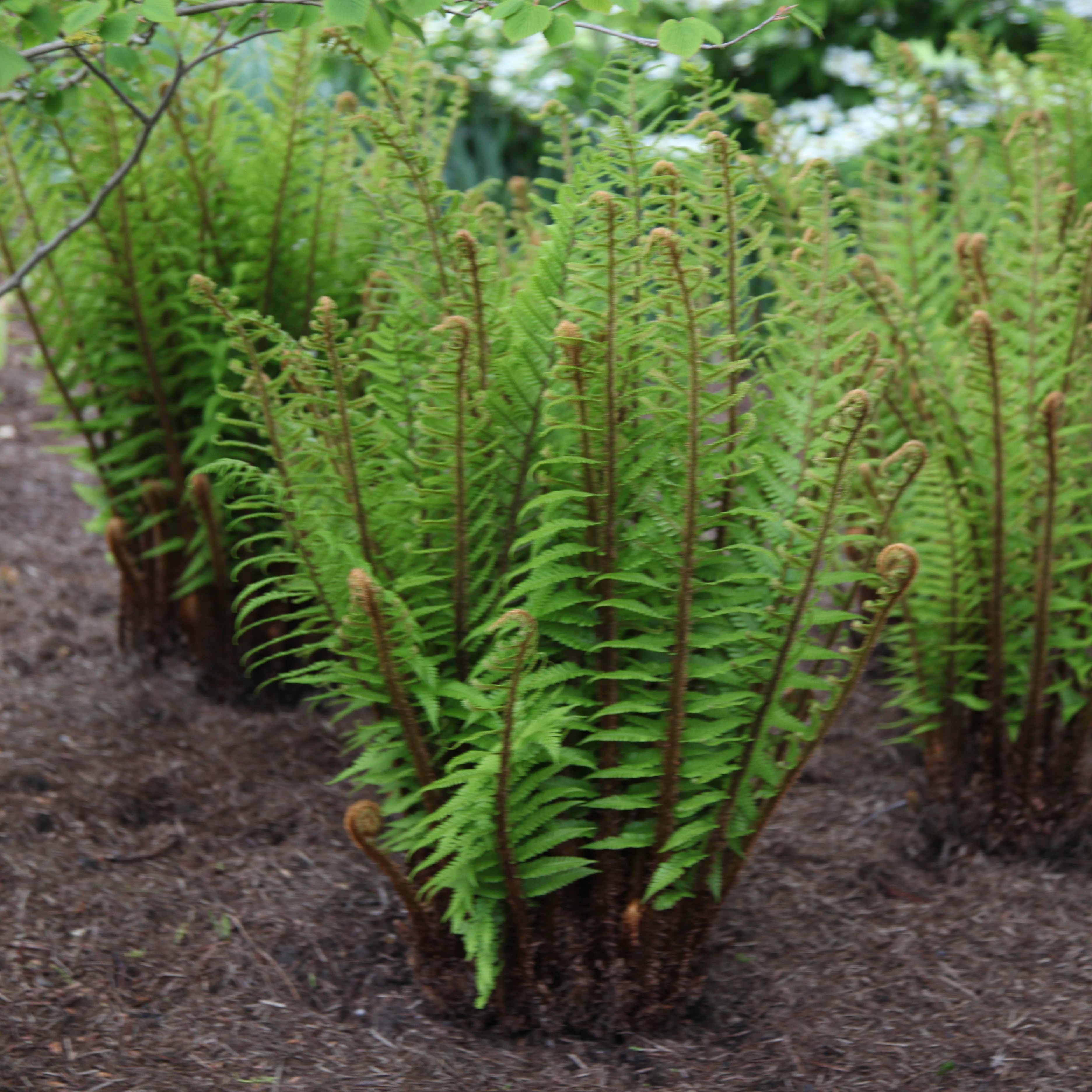 fern