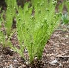 shuttlecock fern