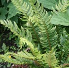 hard shield fern