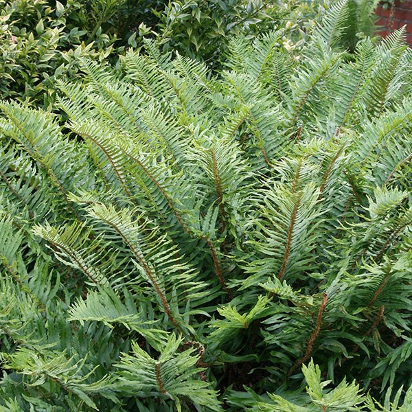 sword fern
