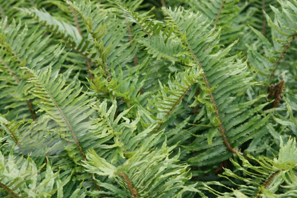 sword fern
