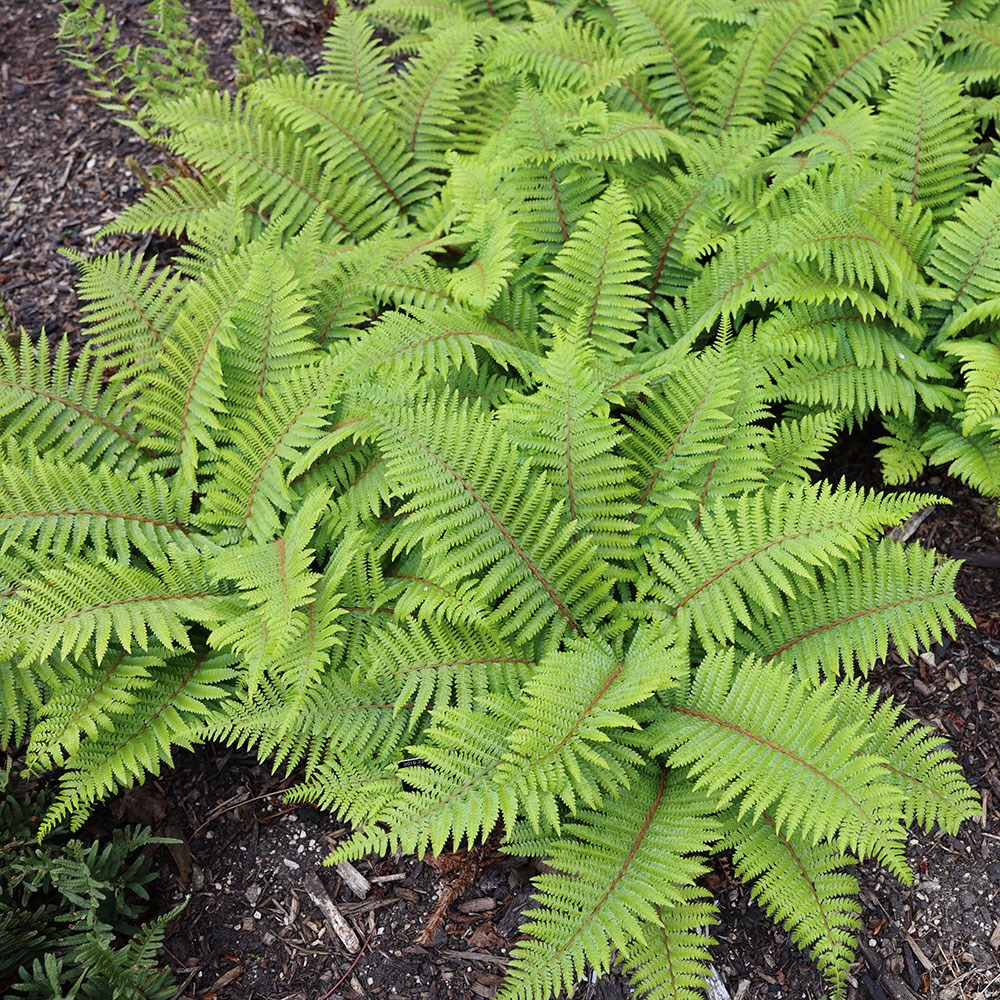 Japanese tassel fern Japanese tassel fern