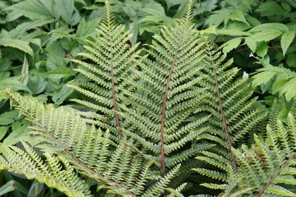 Japanese tassel fern Japanese tassel fern