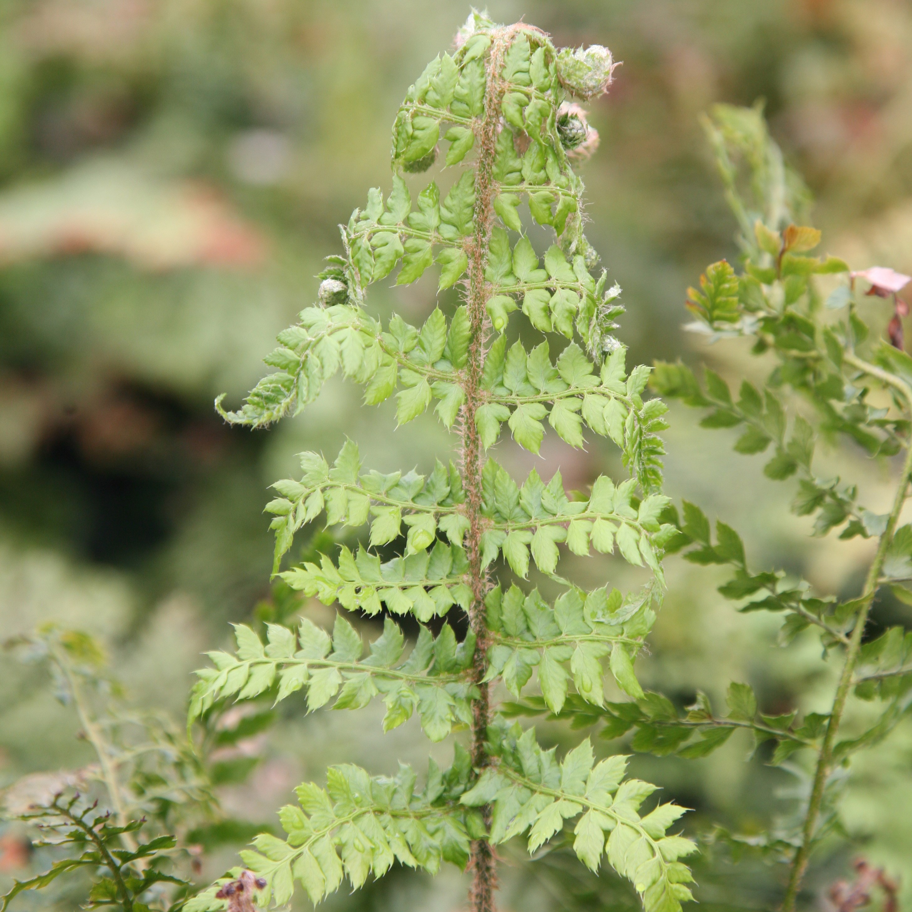 soft shield fern