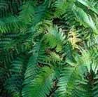 soft shield fern