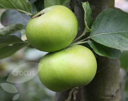 apple 'Bramley's Seedling' (apple)