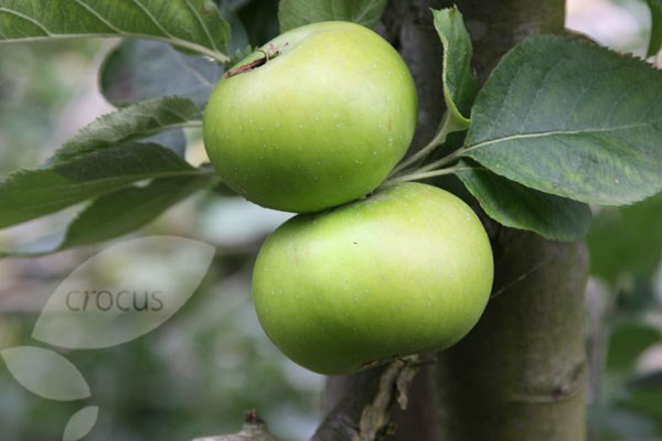 apple apple
