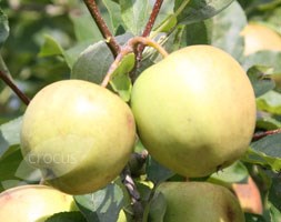 apple
