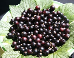 blackcurrant