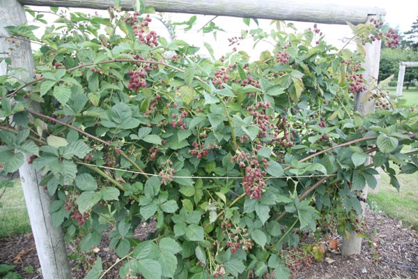 blackberry blackberry