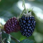 blackberry