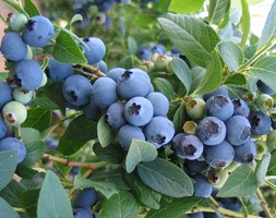 blueberry 'Bluecrop' (blueberry  - mid-season fruiting)
