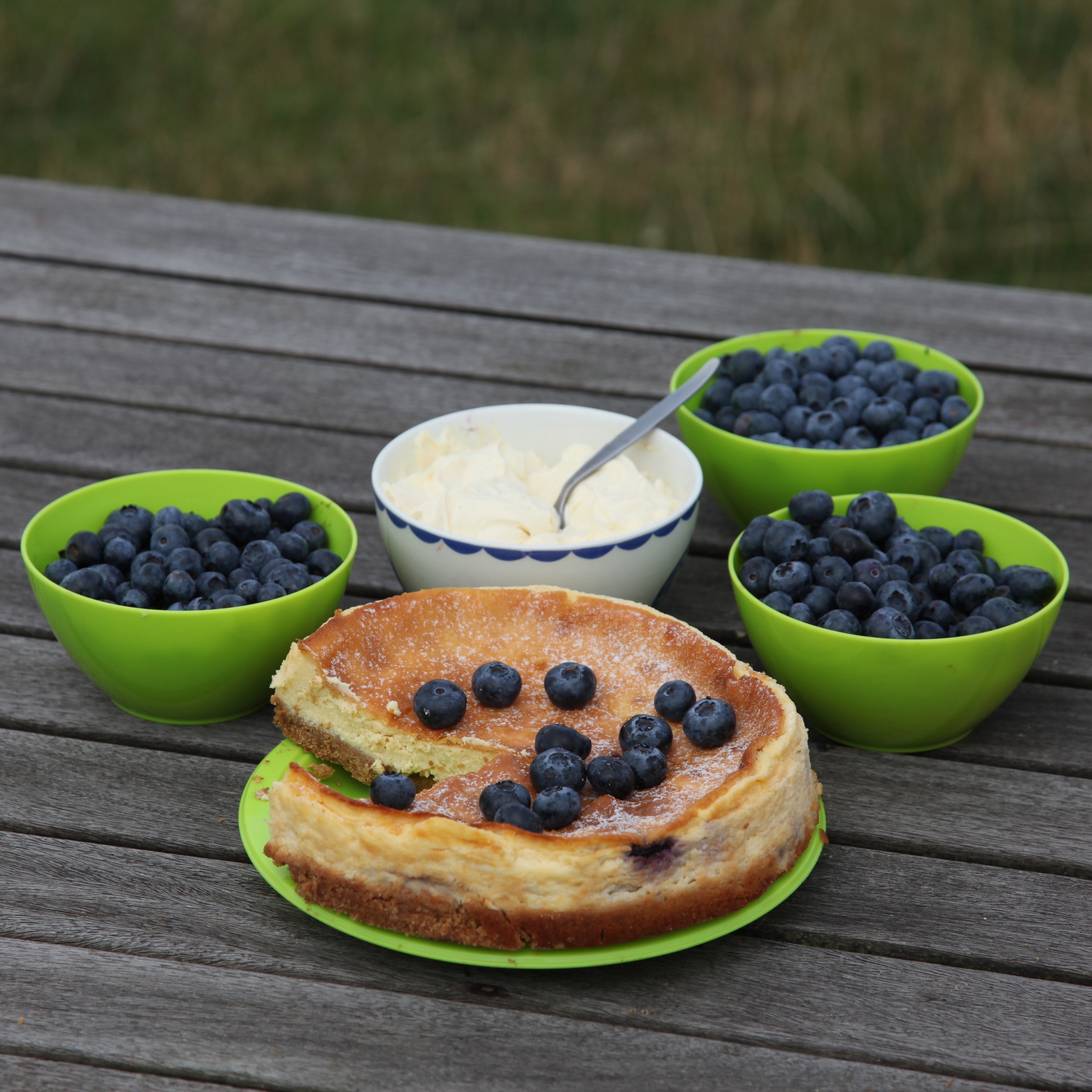 blueberry - mid-season fruiting blueberry - mid-season fruiting