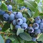 blueberry  - mid-season fruiting
