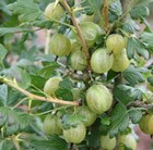 gooseberry