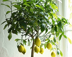 Lemon Gareys Eureka ( Four Seasons) (lemon ( syn Four Seasons ))