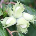 hazel nut