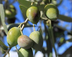 Olea europaea (olive tree)