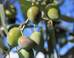 Olea 'europaea' (mini olive)