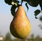 pear