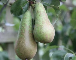 pear 'Conference' (pear)