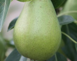 pear